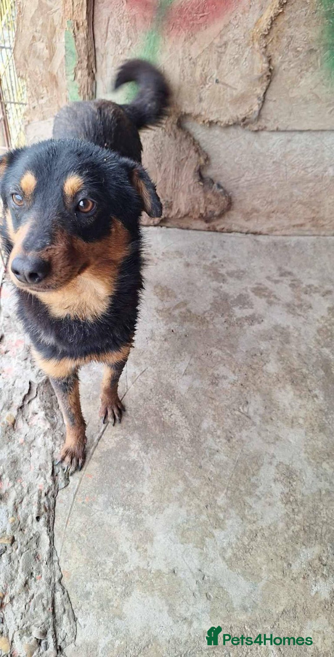 Mixed Breed dogs for adoption: 💝🐾 🐾Introducing SMALL CUTE BOY 🐾SHADOW 🐾 🐾 - Image 4