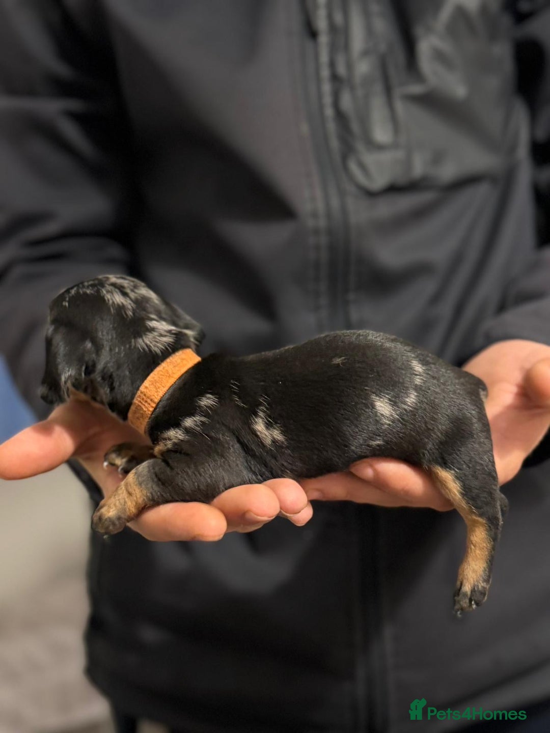 Miniature Dachshund dogs for sale: Minature dachshund puppies - Image 9