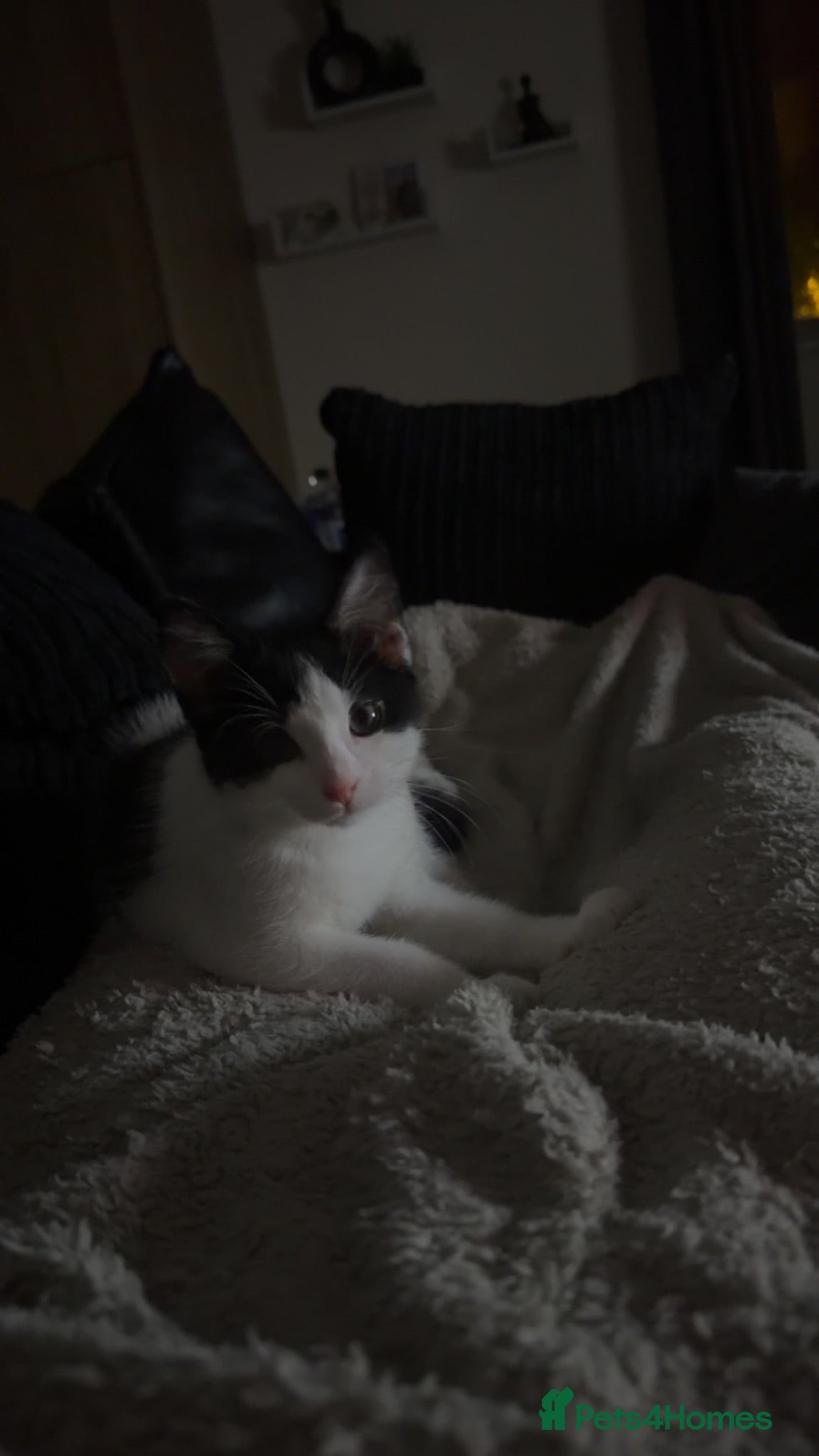 Mixed Breed cats two cats for sale  - Advert 1