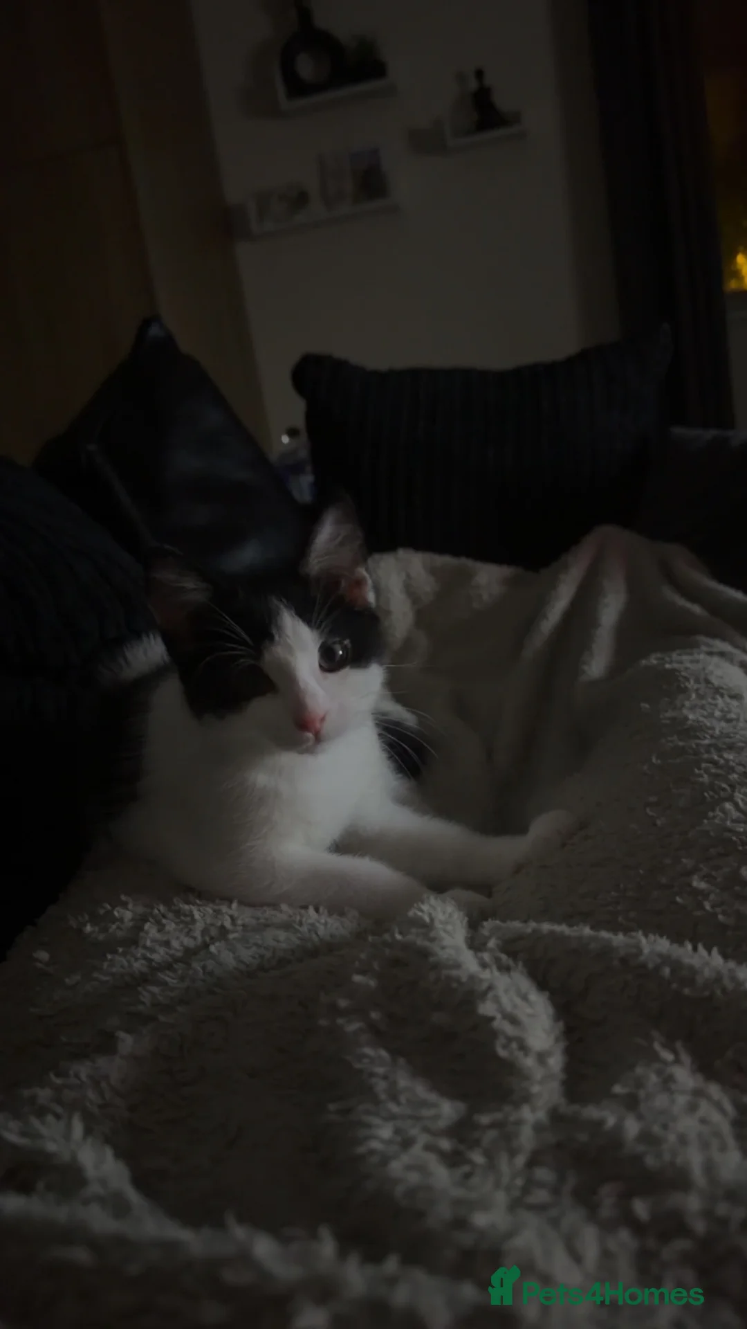 Mixed Breed cats for sale: two cats for sale  in Bury Saint Edmunds - Advert 1