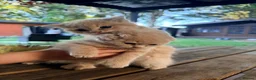 Scottish Fold cats for sale: Cute Scottish Fold Kittens 🐾 - Advert 8