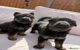 German Shepherd dogs for sale: Stunning German shepherd puppies  - Image 8