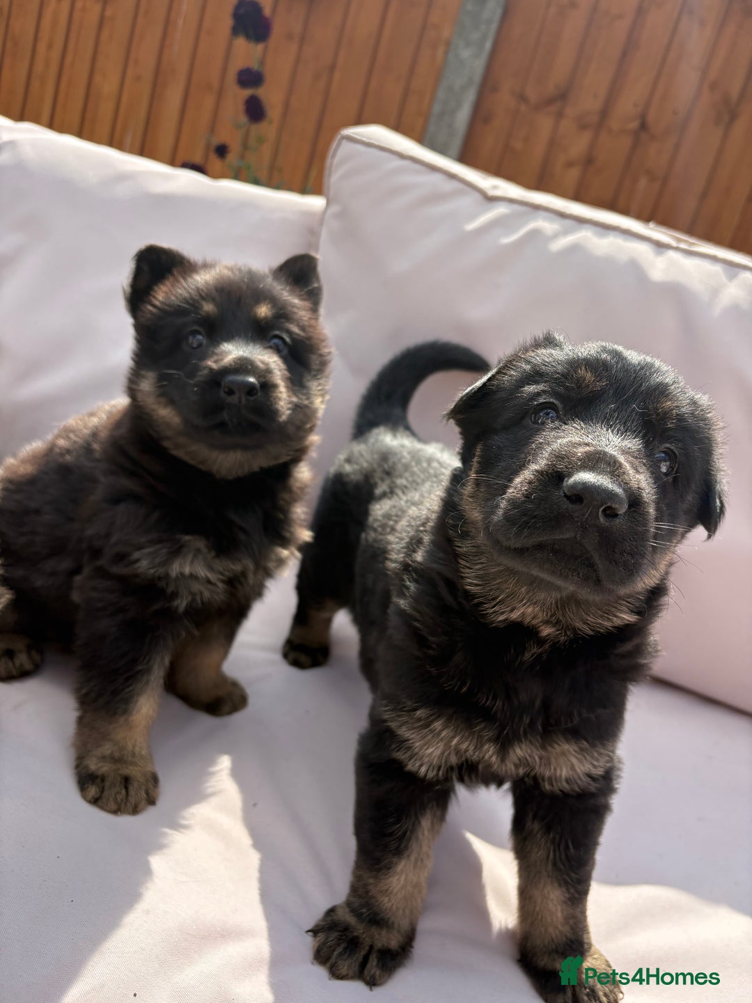 German Shepherd dogs for sale: Stunning German shepherd puppies  - Image 8