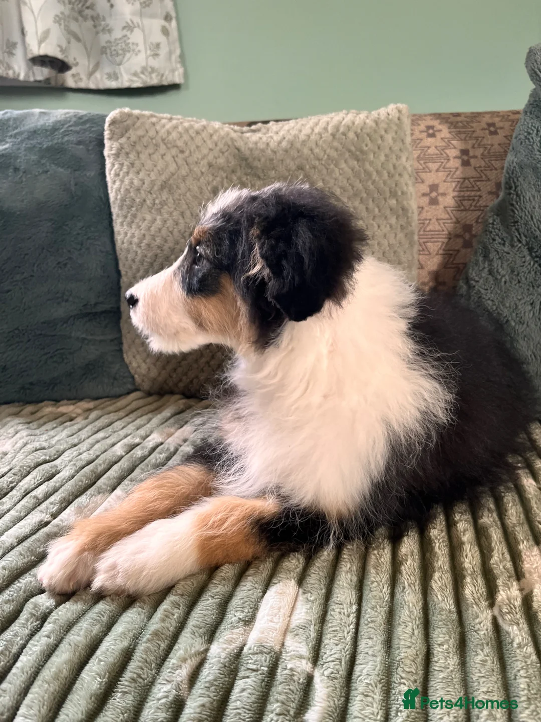 Bordoodle dogs for sale: Stunning litter bordpoos/colliepoos/colliedoodle - Advert 2