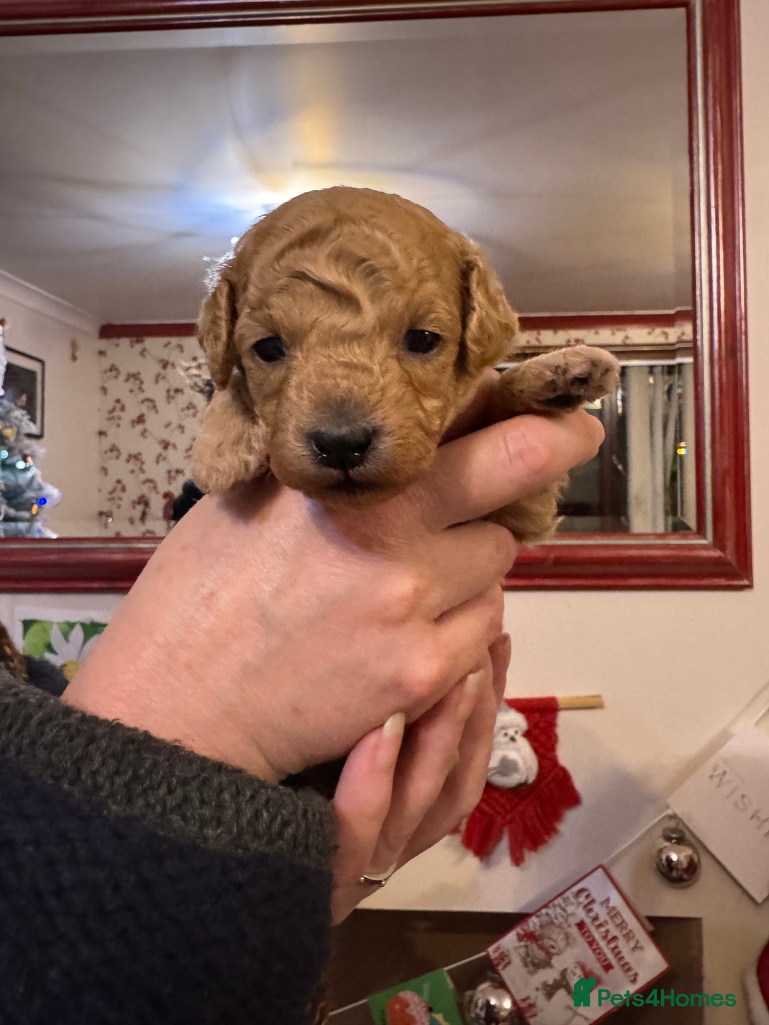 Cavapoo dogs for sale: Cavapoo Puppies - Advert 5