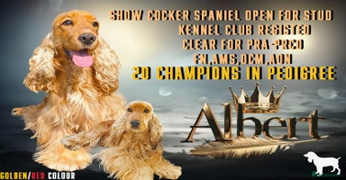 Cocker Spaniel dogs DNA TESTED/CLEAR KC SHOW GOLD COCKER SPANIEL STUD! in Harlow - Advert 12