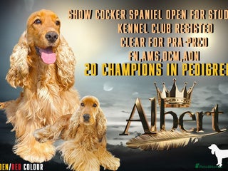 Cocker Spaniel dogs in Harlow - Advert 9