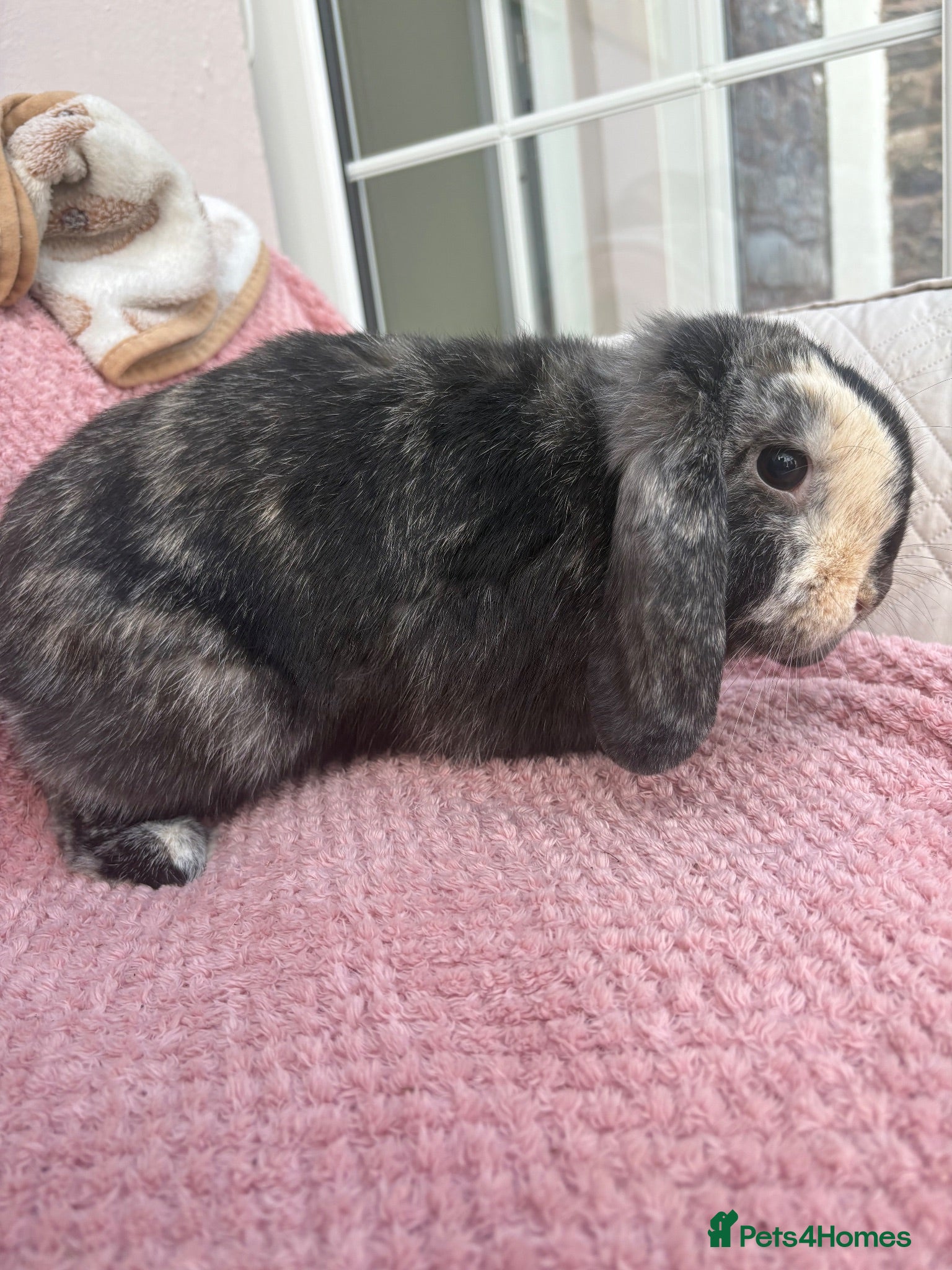 Mini Lop rabbits Mini lops-raised indoors-vaccinated  - Advert 2