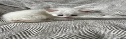 Ragdoll cats for sale: Beautiful main coon x ragdoll kittens  in Daventry - Advert 36