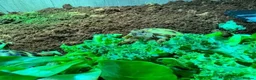 Tortoise reptiles for sale: BABY HORSFIELDS & SET UPS - Advert 8