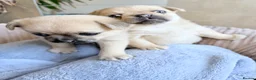 Pug dogs for sale: Pug x Pomeranian mixed breed puppies 🐕 - Advert 13