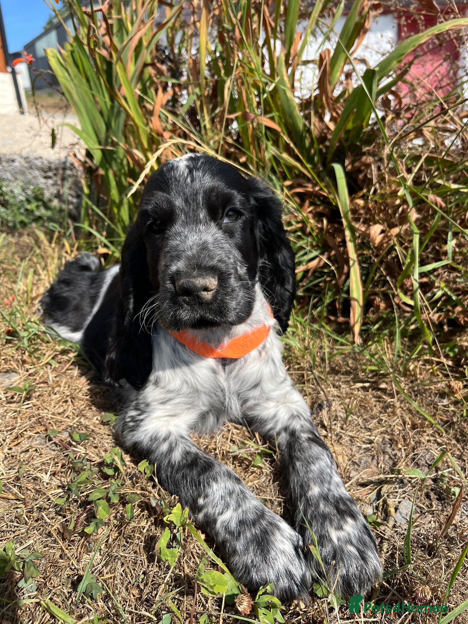 Cocker Spaniel dogs Show type cocker spaniel puppies  - Advert 2