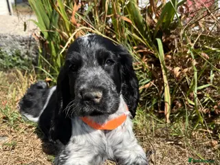 Cocker Spaniel dogs Show type cocker spaniel puppies - Advert 2