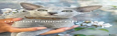 Russian Blue 2 - Apollo