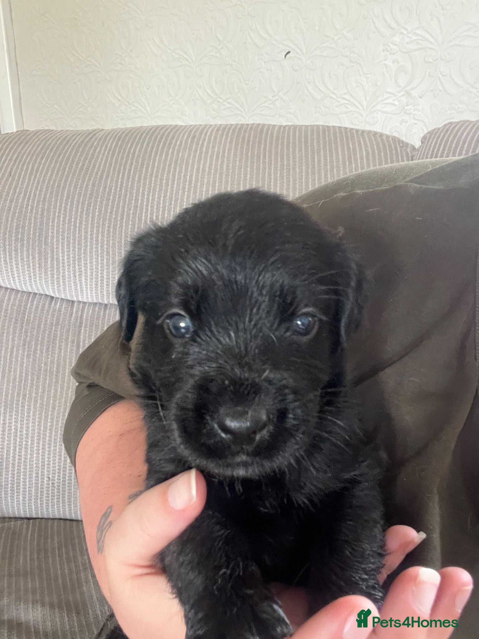 Mixed Breed dogs Canedoodle puppies £600 - Advert 2