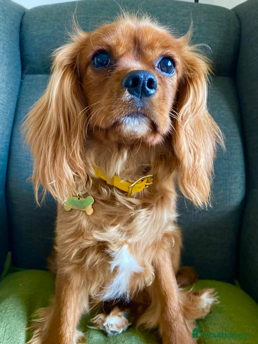 Cavalier King Charles Spaniel dogs for sale: 8 month old Cavalier King Charles Spaniel - Advert 1