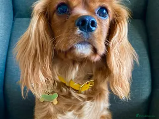 Cavalier King Charles Spaniel dogs 8 month old Cavalier King Charles Spaniel - Advert 2