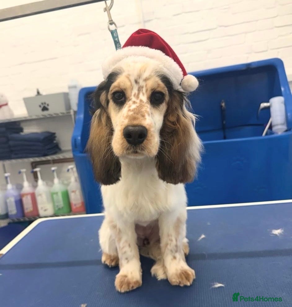 Cocker Spaniel dogs Show Cocker Spaniel looking for forever home - Advert 1