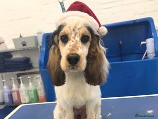 Cocker Spaniel dogs Show Cocker Spaniel looking for forever home - Advert 1