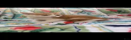 Mixed Breed cats for sale: Beautiful kittens  - Advert 7