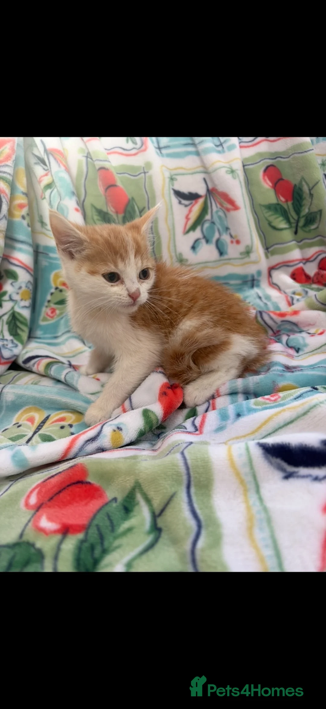 Mixed Breed cats for sale: Beautiful kittens  - Advert 7