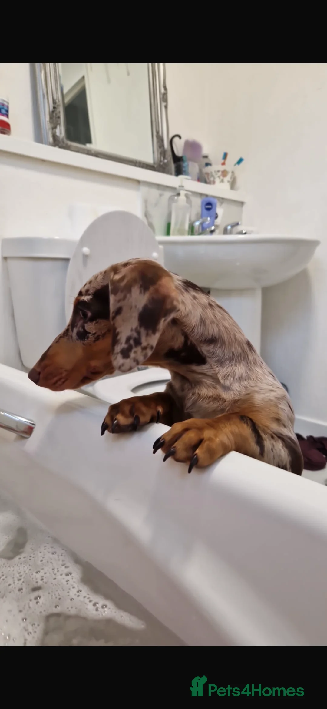 Dachshund dogs for sale: 9months old girl in Daventry - Advert 2