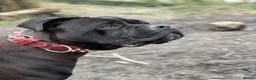 Cane Corso dogs for sale: Tyson  - Advert 5