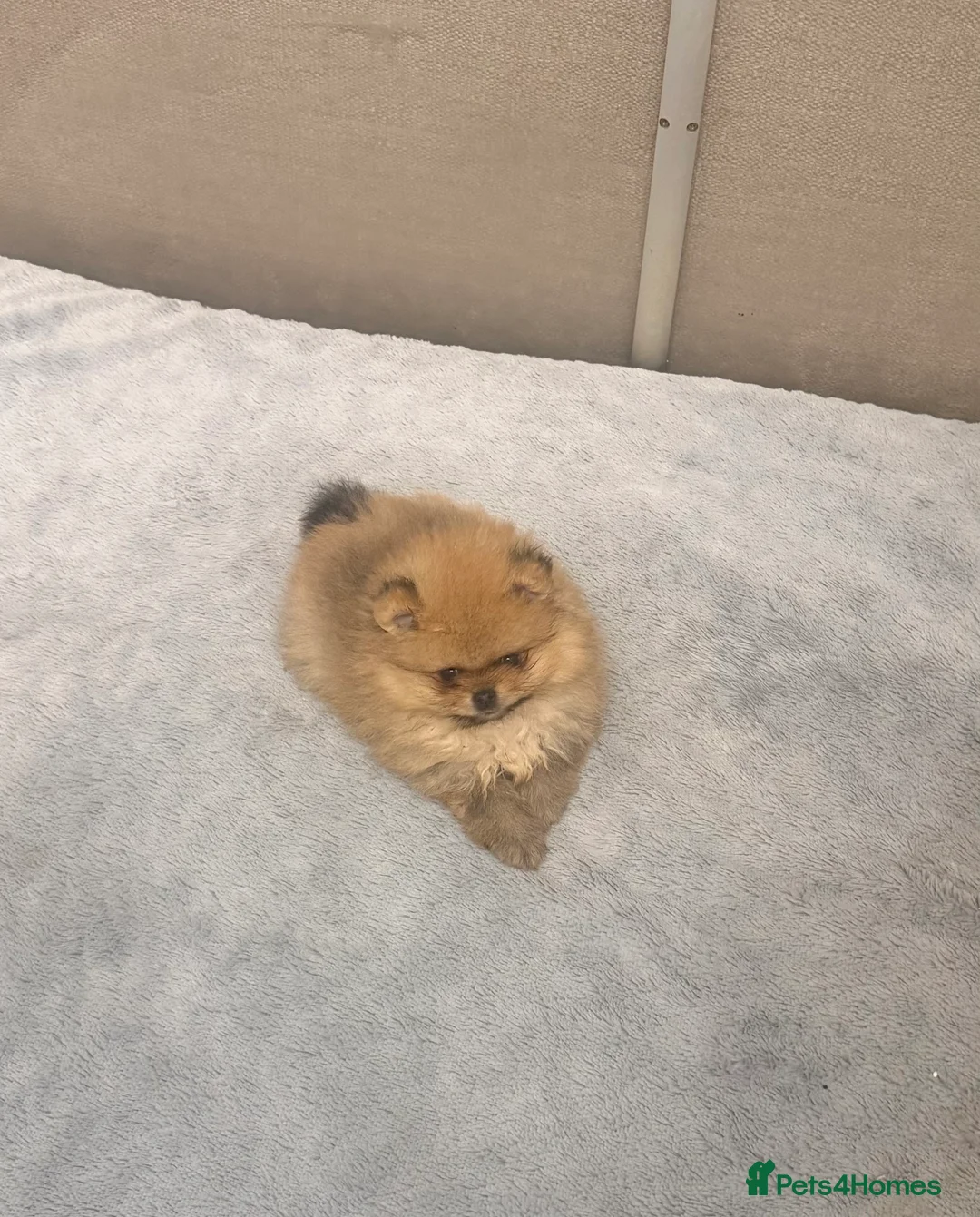 Pomeranian dogs for sale: Teddy bear faced boy 🐻  - Advert 4
