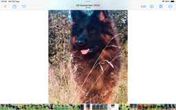 German Shepherd dogs for sale: Beautiful chunky long haired black, tan & red pups - Image 39