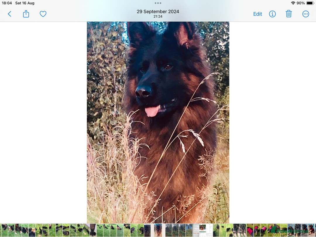German Shepherd dogs for sale: Beautiful chunky long haired black, tan & red pups - Image 39
