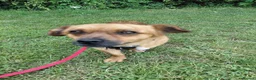 Mixed Breed dogs for sale: Small male, friendly and cuddly - Advert 3