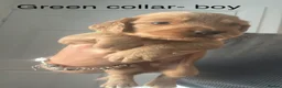 Cocker Spaniel dogs for sale: Cocker spaniel puppies 🐶  - Advert 7