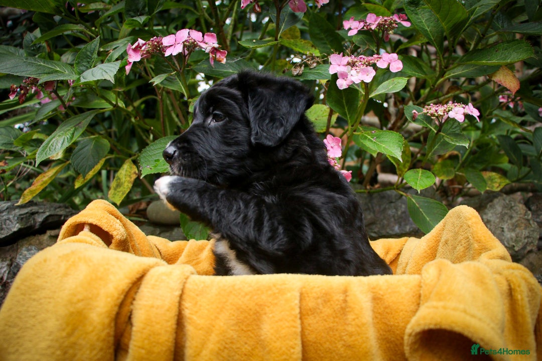 Mixed Breed dogs for sale: 3 x Border collie cross retriever pups - Image 16