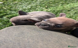 French Bulldog dogs for sale: Reduced! French bulldog male puppy  - Image 5