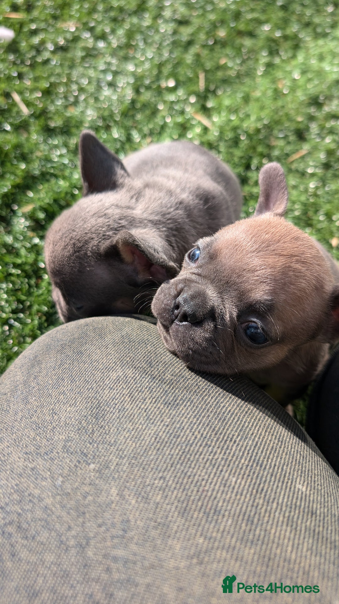 French Bulldog dogs for sale: Reduced! French bulldog male puppy  - Image 5