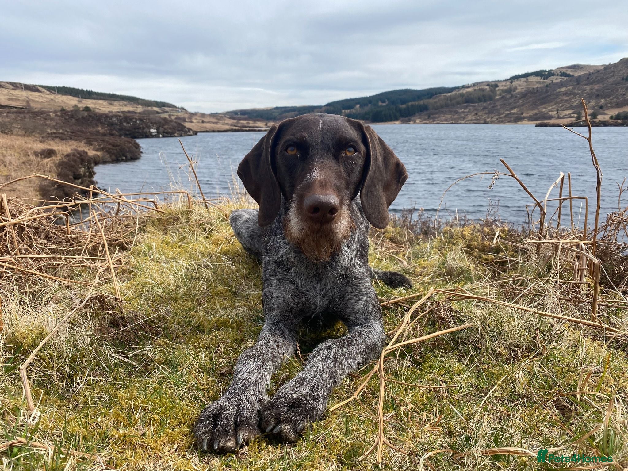 German Wirehaired Pointer dogs German Wirehaired Pointer Pups -From working Lines - Advert 1