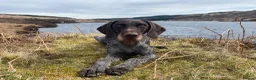 German Wirehaired Pointer dogs for sale: German Wirehaired Pointer Pups -From working Lines in Doune - Advert 1
