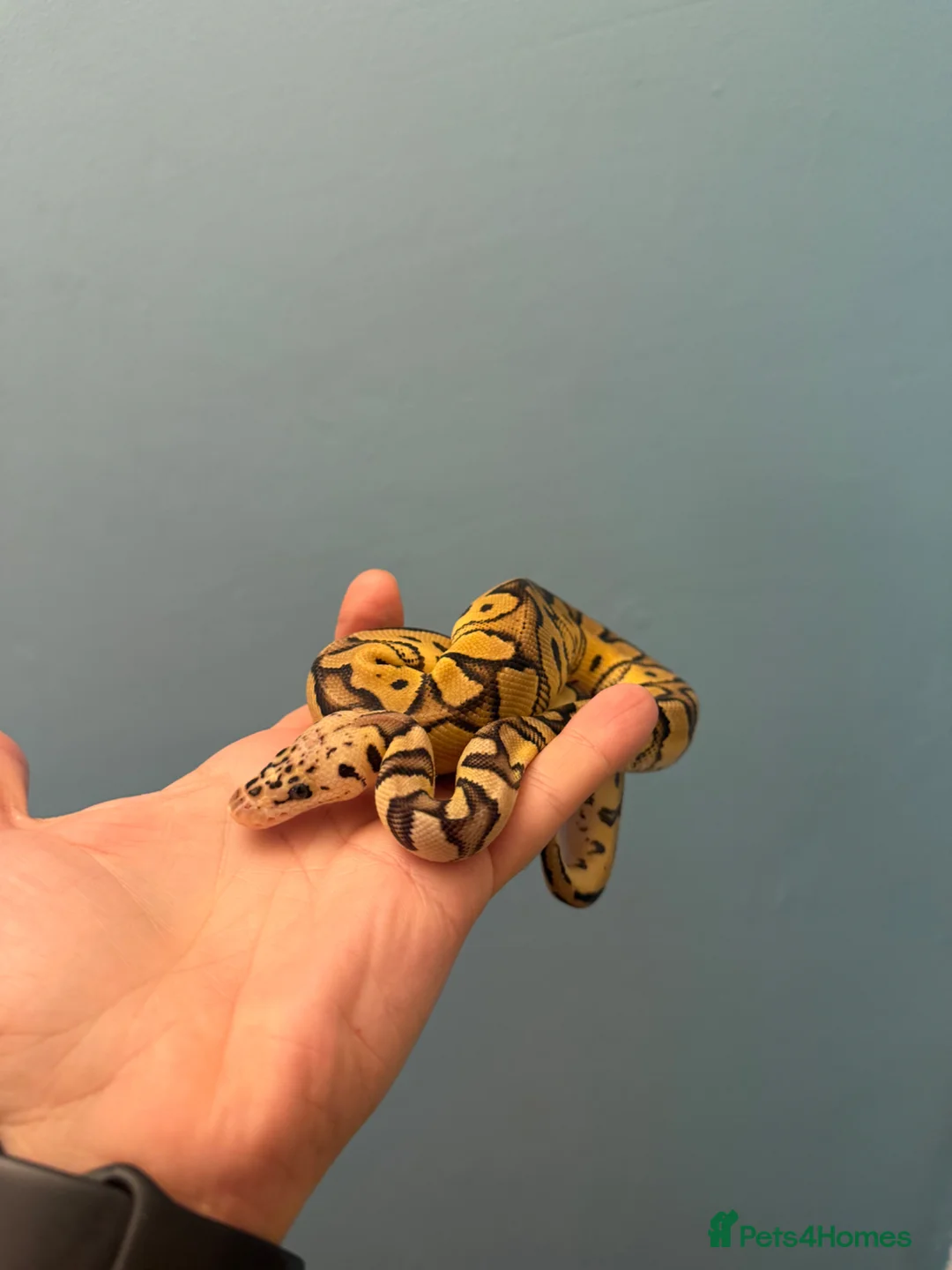 Python Snake reptiles for sale: Juvenile Royal Pythons from £10 - Advert 2