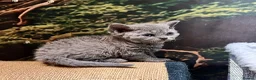 Selkirk Rex cats for sale: Gorgeous Selkirk rex kittens 😻 - Advert 23