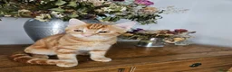 Siberian cats for sale: Stunning half Siberian kittens ready to be rehome. - Advert 18