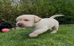 Labrador Retriever dogs for sale: Labrador puppies for sale  in Leicester - Image 10