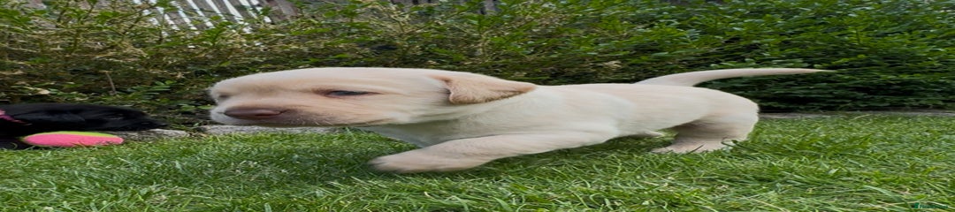 Labrador Retriever Puppy 3