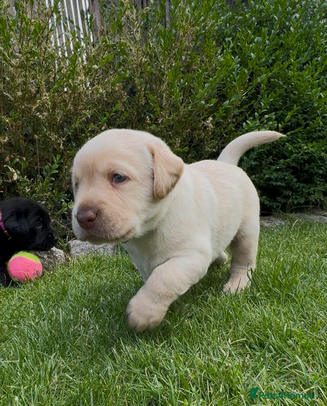 Labrador Retriever dogs for sale: Labrador puppies for sale  in Leicester - Image 10