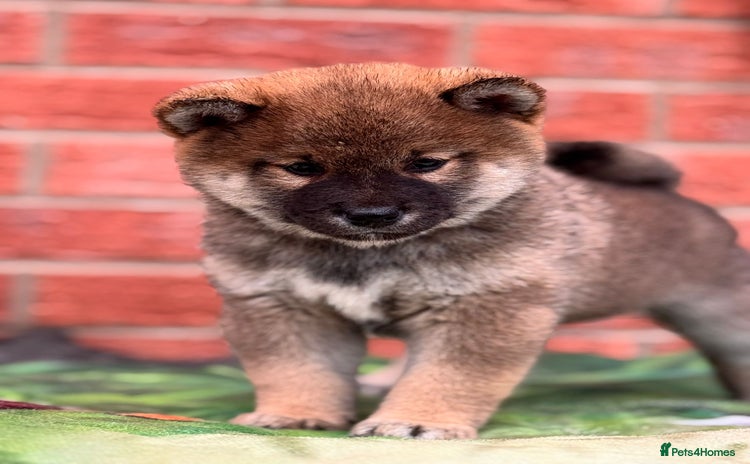 Japanese Shiba Inu dogs - Advert 2