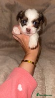 Shih Tzu dogs Shih Tzu puppies 2 boys left! - Advert 1