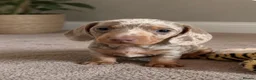 Miniature Dachshund dogs for sale: Two beautiful KC registered puppies  in Hull - Advert 1