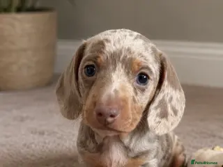 Miniature Dachshund dogs Two beautiful KC registered puppies - Advert 1