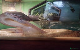 Boa Snake reptiles for sale: Short tailed boa and full setup - Image 3