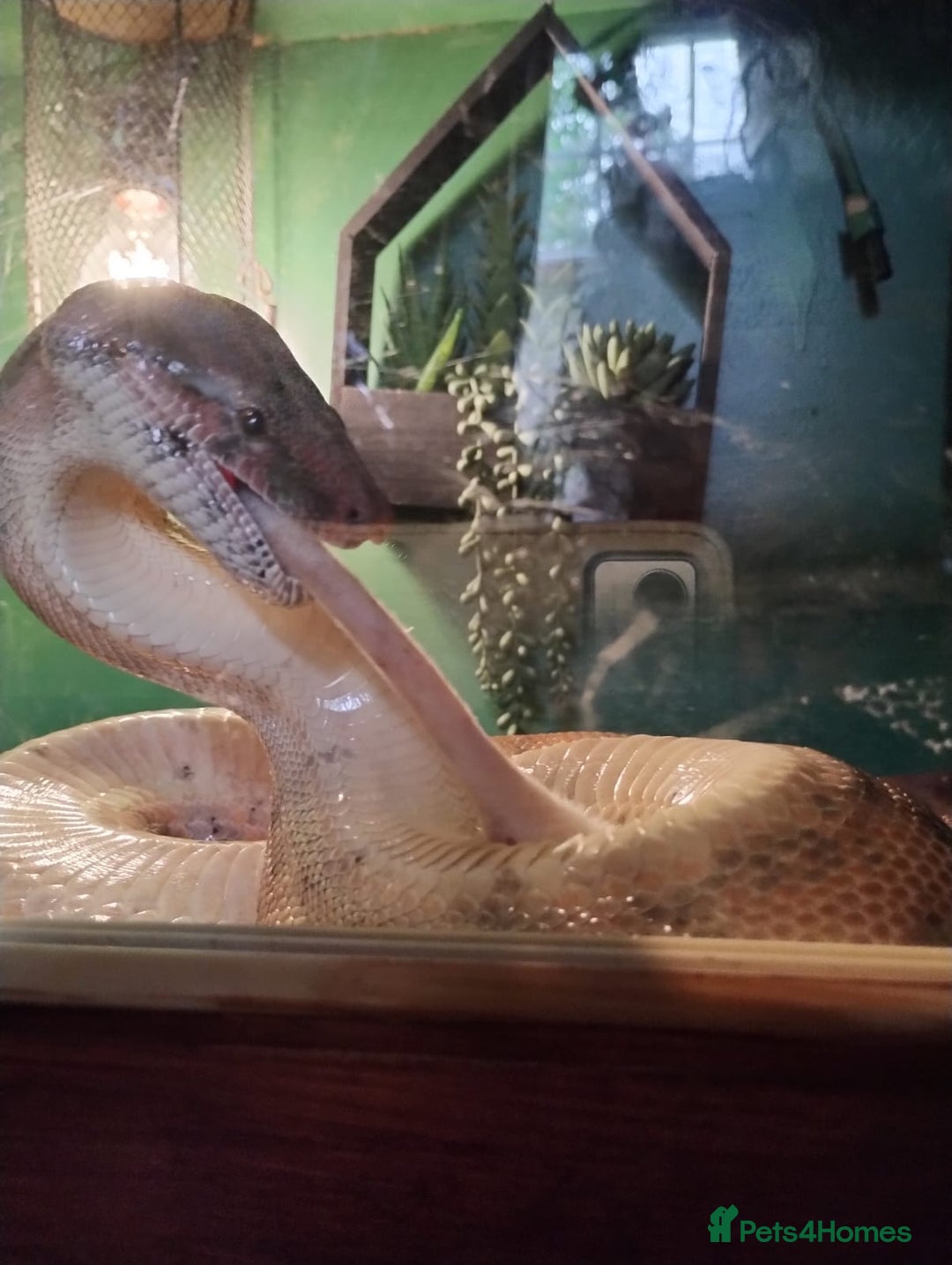 Boa Snake reptiles for sale: Short tailed boa and full setup - Image 3