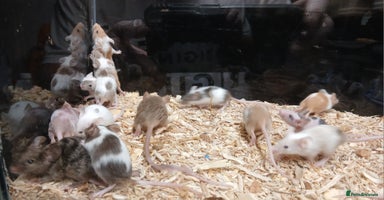Mouse rodents - Advert 4